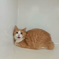 PRALIN QCT, chat à adopter