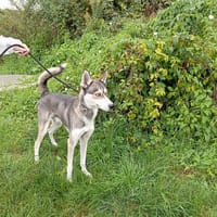 MEEKO VAA24314, chien à adopter