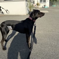 HAVA VAA, chienne à adopter