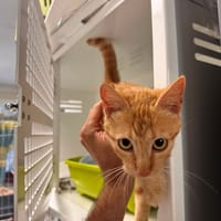 FLEUR, chatte à adopter