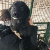 RUBY, chienne à adopter