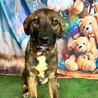 BELLA, chienne à adopter