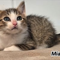 MIAMI (Réservée) Balthazar, chat à adopter