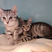 TUNGSTENE, chatte à adopter