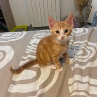 ZUCO, chat à adopter