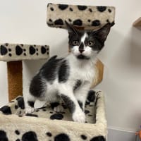 BRINDILLE, chatte à adopter