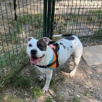 PAULINE OAA20059, chienne à adopter