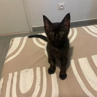 NERA, chatte à adopter
