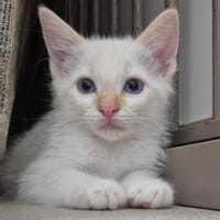 CARL QCT (j'ai trouvé ma famille), chat à adopter