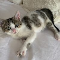 POIRE, chatte à adopter
