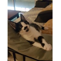 NEPTUNE, chatte à adopter