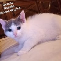 BLOOME, chatte à adopter