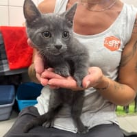 BARBOUILLE, chat à adopter