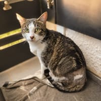 Weeko, chat à adopter