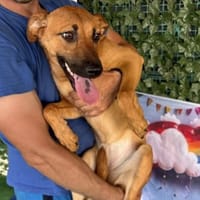 ASHKA, chienne à adopter