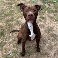 Goyard, chien à adopter
