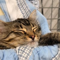 BZZZ, chat à adopter