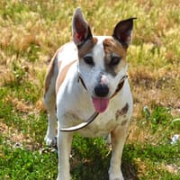 POUCHKA, chienne à adopter