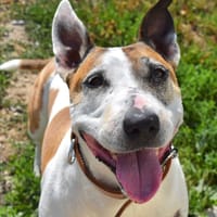 POUCHKA, chienne à adopter