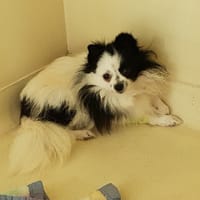 PILOU PAA24250, chienne à adopter