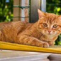 Fidji, chat à adopter