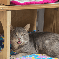 GRIZZLI, chat à adopter