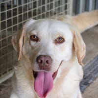 ULTRA BELLE, chienne à adopter