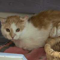 GILIAN, chat à adopter