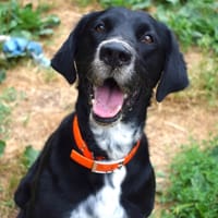 FLYNT, chien à adopter
