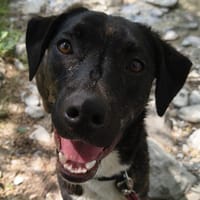 Yoko, chien à adopter