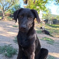 Anca, chienne à adopter