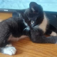 Lolek, kot do adopcji