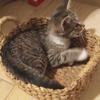 Bolek, kot do adopcji