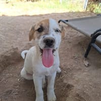 FRINA, chienne à adopter