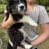 Kala, chienne à adopter