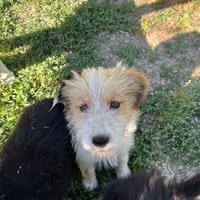 Lala, chienne à adopter