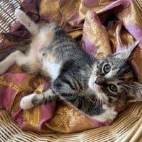 GRINCHEUSE, chatte à adopter