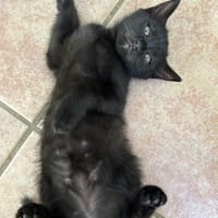 DORMEUSE, chatte à adopter