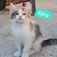 sira, chatte à adopter