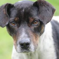 Borio - zutraulich u. liebenswert, Hund zur Adoption