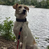 Luna PLZ 67061, Hündin zur Adoption