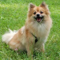 MÄXCHEN bringt Charme und gute Laune mit, Hund zur Adoption