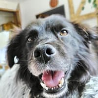 Chewbacca - ist tollpatschig&verschmust, Hund zur Adoption