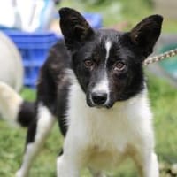 Malina - goldige, kleine Junghündin, Hündin zur Adoption
