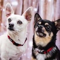 FÜRI und DOBBY-CHI, ein tolles Team, Hund zur Adoption