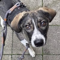 Amea sucht ihre Familie, Hündin zur Adoption