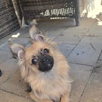 Zauberhafte Chihuahua Mix namens Freya, Hündin zur Adoption
