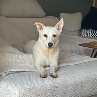 die liebe Gloria sucht ihr Zuhause, Hündin zur Adoption