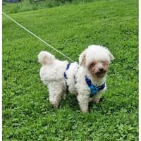 Idefix - wartet in 32602 Vlotho, Hund zur Adoption