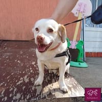 Duke sucht sein Für-immer-Zuhause, Hund zur Adoption